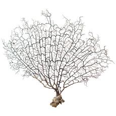 裝飾擺件植物書房魚 工廠店【天然】海的鐵樹 海禮物 掬涵珊瑚樹